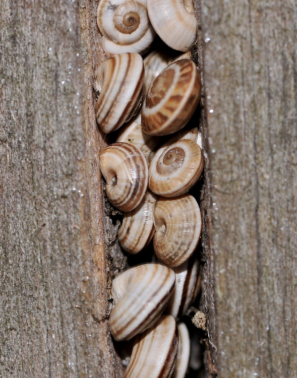 Gasteropoda, piccoli ma molto uniti..